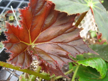 B. ‘Rip’s Winkle’